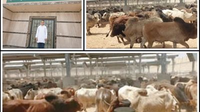 ميناء سفاجا يستقبل 2500 رأس ماشية من جيبوتي