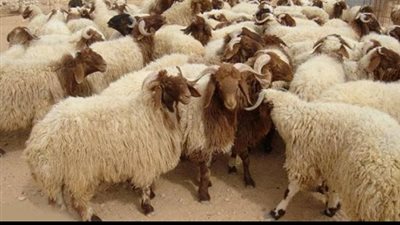تأخير توزيع لحم الأضحية عن ايام التشريق الثلاث لا حرج فيه بشرط