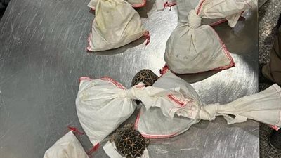 جمارك المطار تضبط راكب حاول تهريب ٧٣ ثعبان
