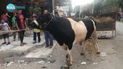 العجول الهاربة من السكين تشعل مواقع التواصل الاجتماعى