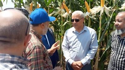 وكيل وزارة الزراعه ببنى سويف يتفقد حقول مصر الوسطى