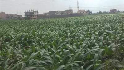 مدرسة حقلية للنهوض بمحصول الذرة الشامية بابوكبير