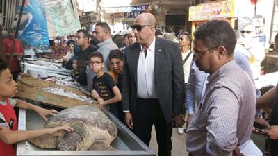 تفاصيل إنقاذ سلحفاة نادرة معروضة في أحد أسواق المطرية