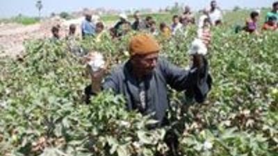 الاكتفاء الذاتي من المحاصيل الاستراتيجية.. أولوية مصرية