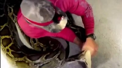 طوله 5.5 متر..صيادان يتمكنان من الإمساك بأطول ثعبان بورمي | فيديو