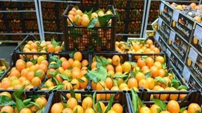 الموالح فى المرتبة الأولى.. إكسترا نيوز تستعرض قائمة صادرات مصر