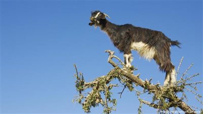 مطاردة طريفة.. الشرطة تسعى للقبض على 
