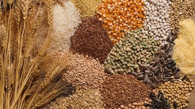 محللة سياسية: مصر بوابة موسكو لوصول المنتجات الروسية إلى أفريقيا
