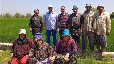 تنفيذالمدارس الحقلية للنهوض بمحصول الأرز وزيادة انتاجيته بالشرقية