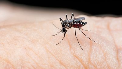 طبيبة توضح لماذا تكون الإصابة بحمى الضنك ثانيةً أشد من الأولى