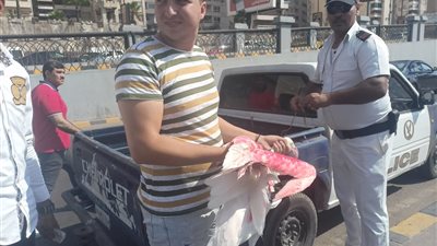 البيئة: ضبط طيور الفلامنجو بالإسكندرية وتسليمها لحديقة الحيوان
