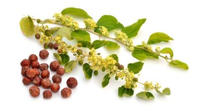 7 فوائد هامة لنبات السدر
