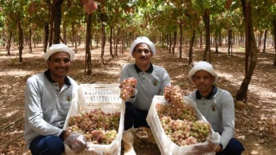 توشكى الخير.. أكبر مشروع فى الاستصلاح الزراعى بالشرق الأوسط