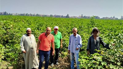 زراعة كفر الشيخ: إقامة ندوات عن الجني المحسن