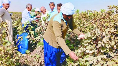 نورت يا قطن النيل فى «الجمهورية الجديدة»