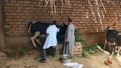تحصين 268 ألف رأس ماشية ضد الحمى القلاعية وحمى الوادي المتصدع