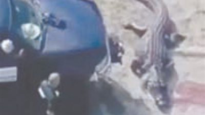 العثور علي تمساح في فمه بقايا جثة بشرية.. في ولاية فلوريدا