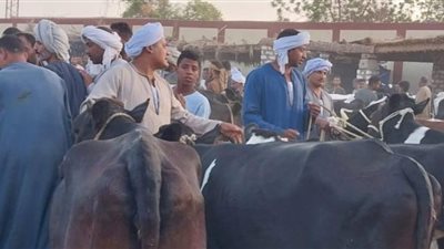 تحصين 50 ألف رأس من المواشى والأغنام والماعز