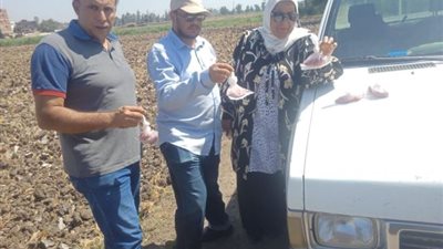 زراعة كفر الشيخ: حملة لمكافحة القوارض عقب حصاد المحاصيل الصيفية