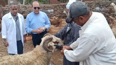 اليوم..إنطلاق الحملةالقومية للتحصين ضد طاعون المجترات الصغيرة