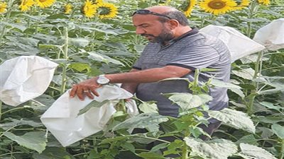 روشتة من الخبراء لتحقيق الاكتفاء الذاتي من الزيوت