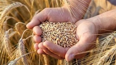 أوكرانيا: تصدير 8.7 مليون طن من الحبوب والمحاصيل البقولية
