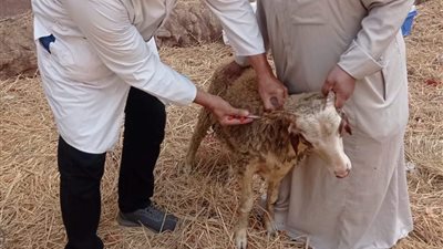تحصين وترقيم وتسجيل١١٢ ألف رأس أغنام وماعز بالشرقية