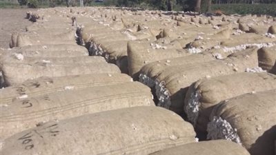 قطاع الأعمال:بيع 144,4ألف قنطار قطن بإجمالي1,6مليار جنيه حتى الآن