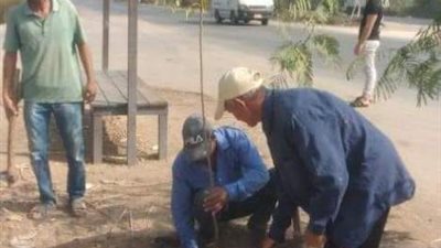 زراعة 212 شجرة مثمرة وزينة بمركزي المنيا ومطاى