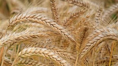القصير يوجه بالاستعداد لزراعة القمح وتوفير التقاوى الجيدة بمحافظا