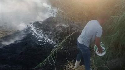 شئون البيئة بالشرقية يحرر 538 محضر حرق قش أرز