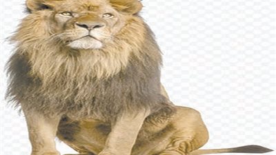 أسد هارب يتجول في شوارع إيطاليا
