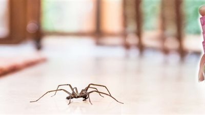 6 خطوات لطرد العناكب كن المنزل..تعرف عليها