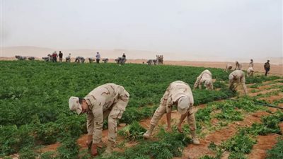 القوات المسلحة تنفذ عدة حملات مكبرة للبحث والتفتيش على الزراعات المخدرة بسيناء