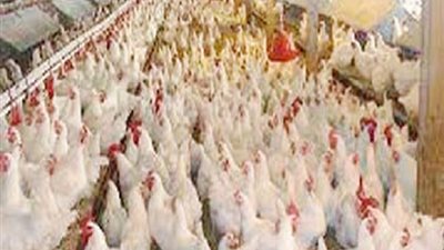 معتز بدوي: سلالات الدواجن المصرية تعطي انتاجا أعلي من بيض المائدة